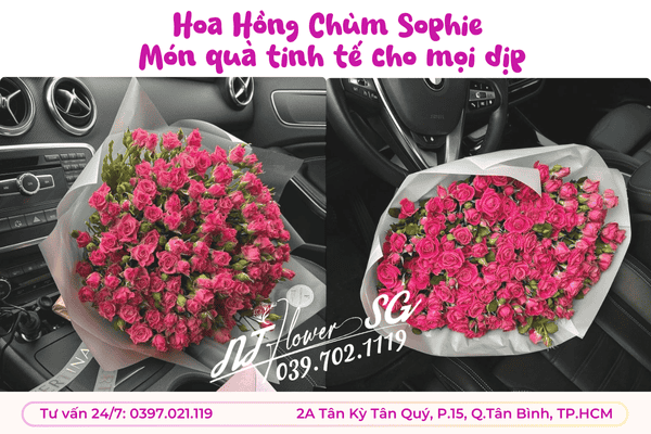Hoa Hồng Chùm Sophie